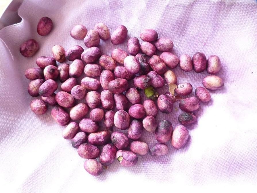 jamun gutali